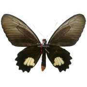 PARIDES AENEAS BOLIVAR